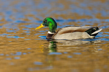 An adult male mallard (Anas platyrhynchos) swimming in a lake.