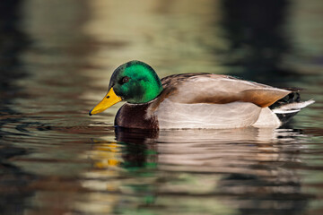 An adult male mallard (Anas platyrhynchos) swimming in a lake.