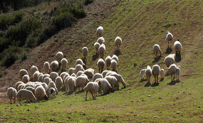 Fototapeta premium A flock of Akkaraman sheep grazing in the Taurus Mountains, north of Adana in the Mediterranean region.