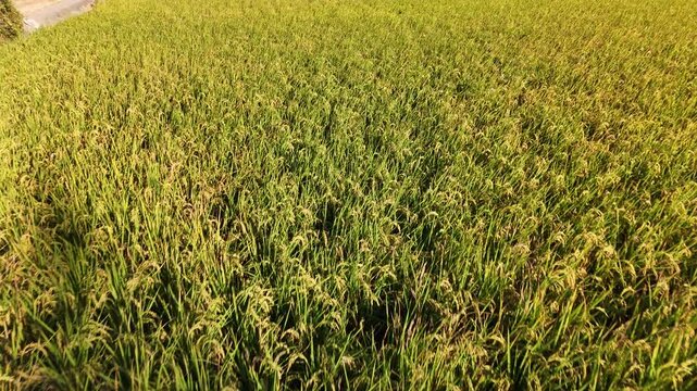 B roll of a quiet golden rice field expressing stillness richness patience and harvest readiness capturing solitude latent energy and poetic culmination in a vast rural landscape