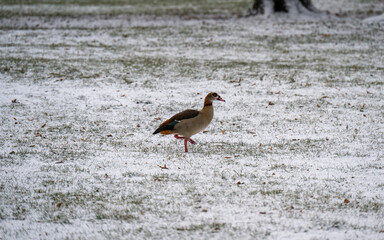 Eine Nilgans geht &uuml;ber eine verschneite Wiese