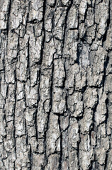 Obraz premium Texture of a wild pear tree as a tiling background