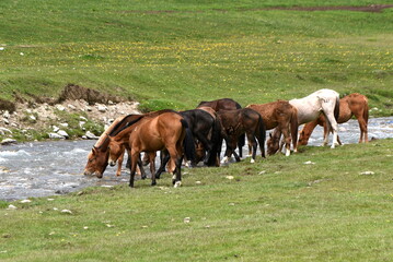 Eine Herde Pferde beim Trinken an einem Fluss auf der Hochebene des Tian Shan