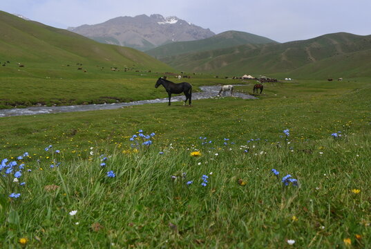 Pferde an einem Fluss im Hochland des Tian Shan