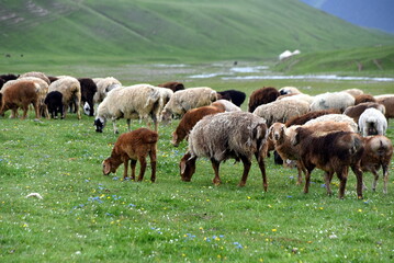 Fototapeta premium Große Schafherde unterwegs im Hochland des Tian-Shan-Gebirges