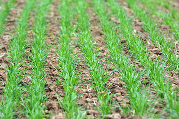 Fototapeta premium Winter wheat on a spring field