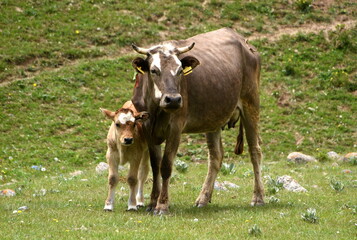 Kuh mit K&auml;lbchen auf der Hochebene des Tian Shan