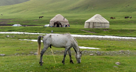 Grauer Hengst auf einer Wiese mit zwei Jurten im Hintergrund