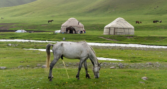 Grauer Hengst auf einer Wiese mit zwei Jurten im Hintergrund
