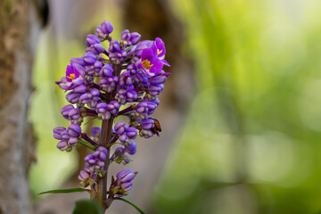 Gengibre azul ou Dichorisandra thyrsiflora. Flor
