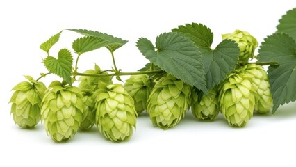 Fototapeta premium Fresh hop cones with green leaves