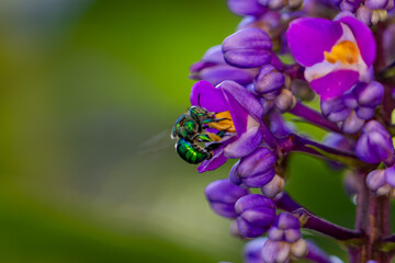 Abelha das orqu&iacute;deas (g&ecirc;nero Euglossa) em uma flor do gengibre azul (Dichorisandra thyrsiflora)