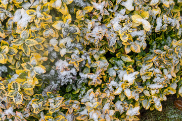 Schneebedeckter Euonymus im Garten