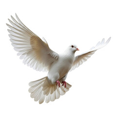 Fototapeta premium White dove in flight