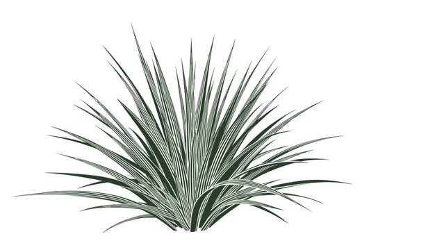 Artistic dark green illustration of a spiky yucca or agave plant with long narrow leaves on a clean white background for botanical decor.
