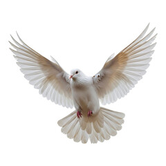 Obraz premium White dove in flight