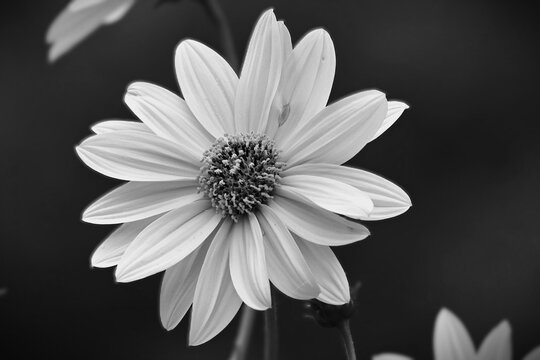 fleure