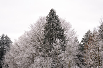 Trees covered in frost stand under gray sky in winter season in a forest landscape