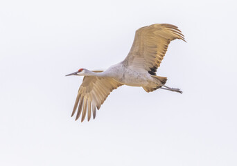 Obraz premium Eagles, gees and cranes in flight at Bosque Del Apache, New Mexico