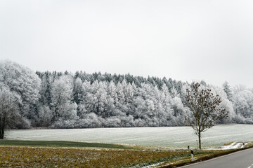 Winter landscape with trees and open field under cloudy sky near forest in cold weather conditions