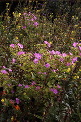 Obraz premium Pink four’Oclock flowers Mirabilis Jalapa 
