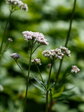 Valeriana officinalis in garden. Flowers of Valeriana officinalis. Cultivation of medicinal plants in the garden