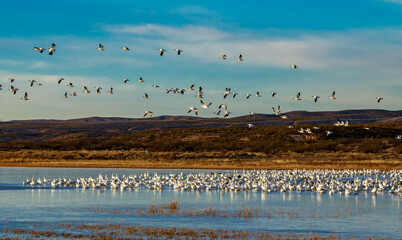The wildlife and birds of Bosque Del Apache, New Mexico