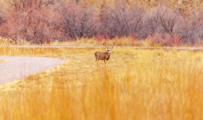 Obraz premium The wildlife and birds of Bosque Del Apache, New Mexico