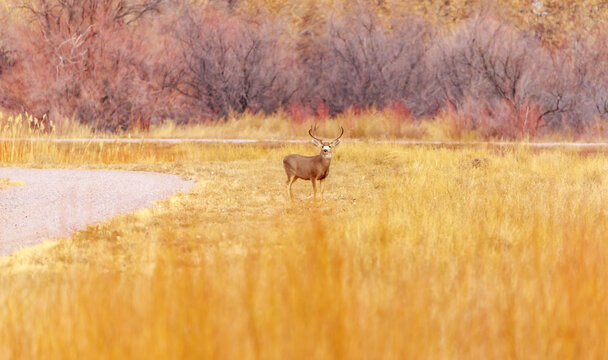 The wildlife and birds of Bosque Del Apache, New Mexico