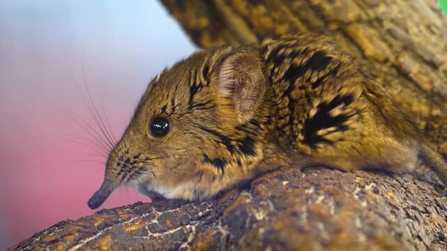 Close up of a Elephant Mouse or elephant shrew resting in sand and moving his nose