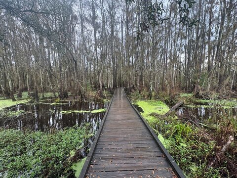 wooden bridge in the forest - Powered by Adobe