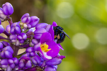 Abelha das orqu&iacute;deas (g&ecirc;nero Euglossa) em uma flor do gengibre azul (Dichorisandra thyrsiflora)
