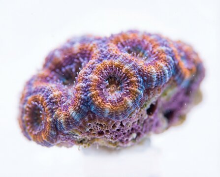 Vibrant and detailed macro shot of a colorful Favia coral on a clean white background.