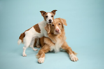 The white dog rests its head on the Nova Scotia Duck Tolling Retriever while standing.