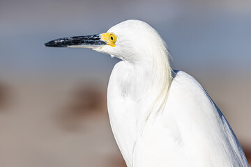 Snowy Egret on Naples Beach Florida