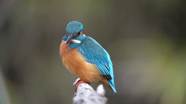 Martin-P&ecirc;cheur
