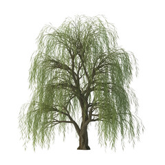 A large weeping willow tree with drooping branches against a black background