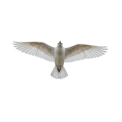 Seagull in flight with outstretched wings against black background