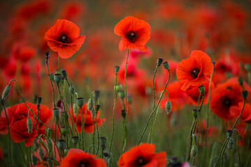 Obraz premium Poppy (Papaver)