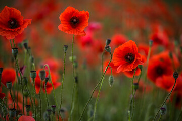 Fototapeta premium Poppy (Papaver)