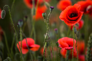 Obraz premium Poppy (Papaver)