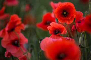 Poppy (Papaver)