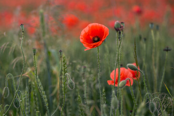 Obraz premium Poppy (Papaver)