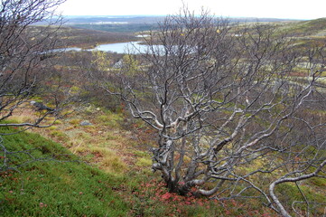 Amazing Karelian birches in the forest of the Lapland tundra on an autumn day. These trees with intricately curved trunks are found on the Kola Peninsula,  Scandinavia, as well as in the Urals  