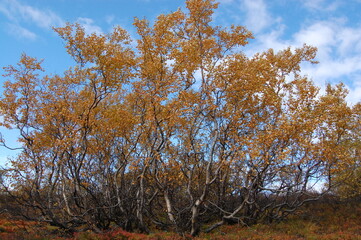 Fototapeta premium Amazing Karelian birches in the forest of the Lapland tundra on an autumn day. These trees with intricately curved trunks are found on the Kola Peninsula, Scandinavia, as well as in the Urals 