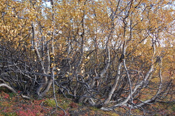 Amazing Karelian birches in the forest of the Lapland tundra on an autumn day. These trees with intricately curved trunks are found on the Kola Peninsula,  Scandinavia, as well as in the Urals  