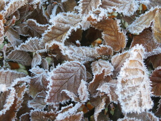 Frost