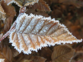 Frost