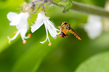 Abelha Jata&iacute;-amarela, tamb&eacute;m conhecida como abelha-ouro, jata&iacute;, abelha-mirim, mosquitinha-verdadeira, sete-portas, tr&ecirc;s-portas, abelha de botas ou minguinho.
