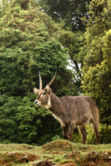 African waterbuck in profile in lush rainforest